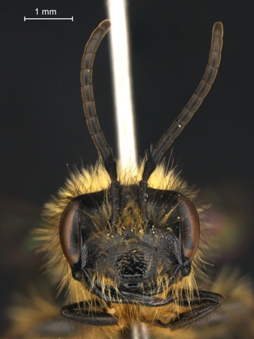 Andrena sp male